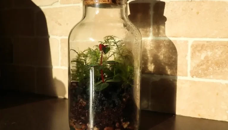 Do Terrariums Need Sunlight? Everything You Need To Know