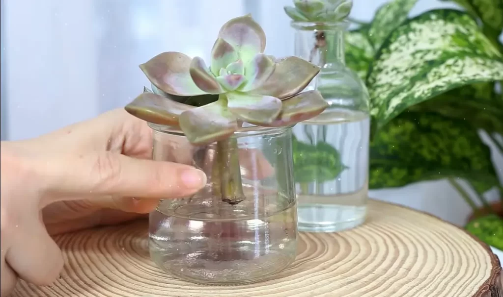 Which Succulents Can Live In Water?
