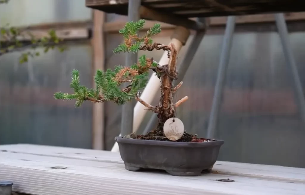 When And Where To Seek Help From Experts To Know What Bonsai Tree I Have?