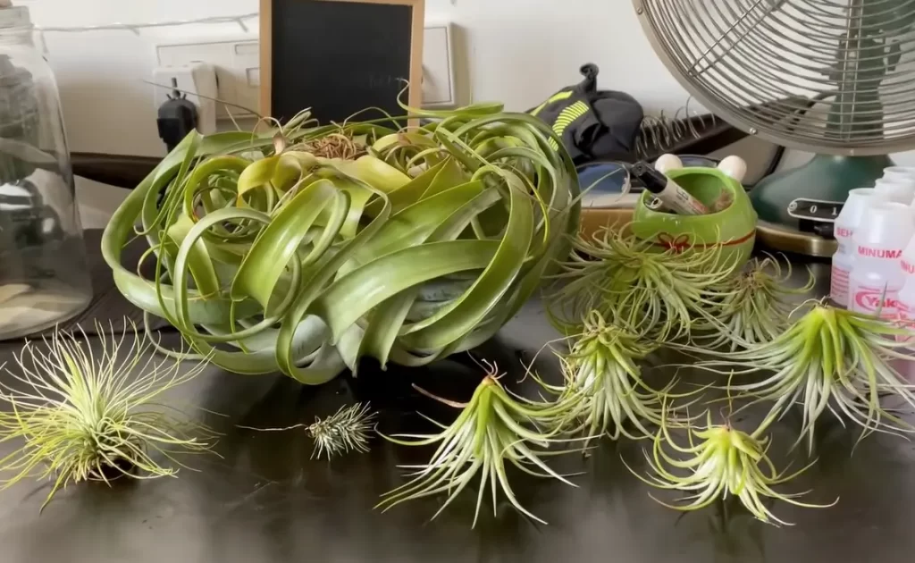 What Are The Uses And Benefits Of Air Plants?