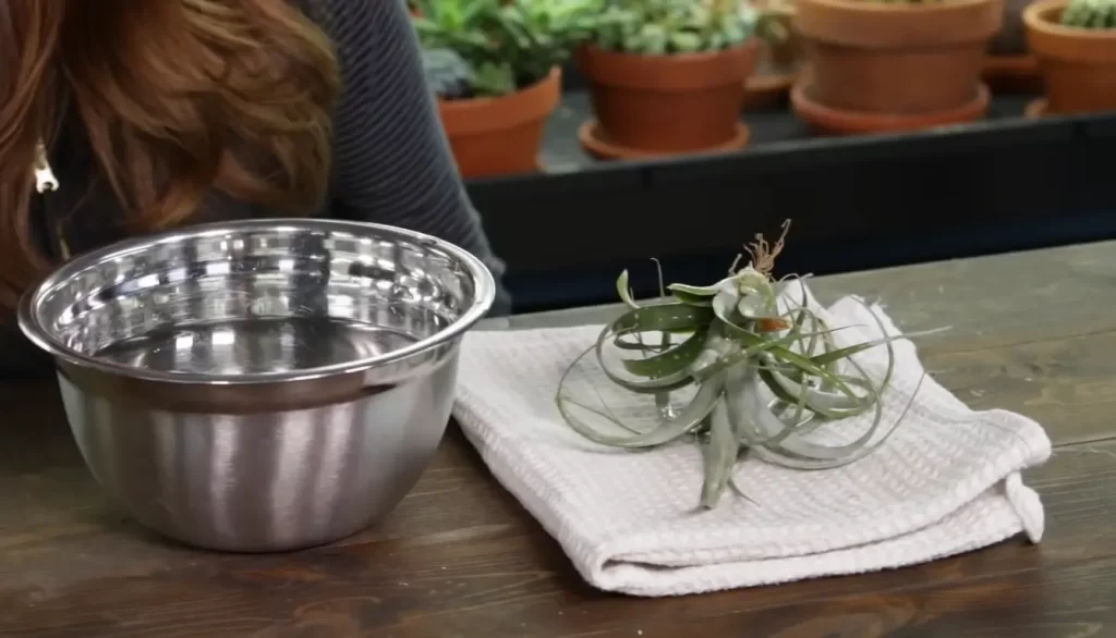 What are Air Plants, and How Do They Grow?