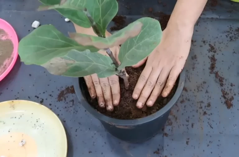 Can You Use Garden Soil For Indoor Potted Plants? Pros & Cons