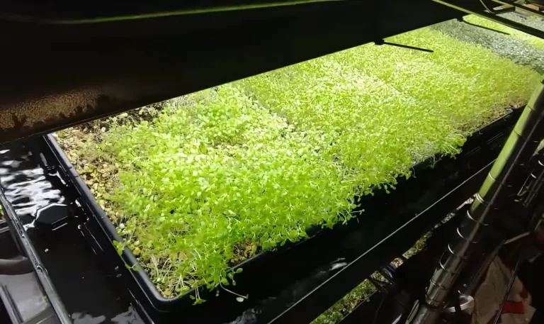 How Much Light Do Microgreens Need? All You Need To Know