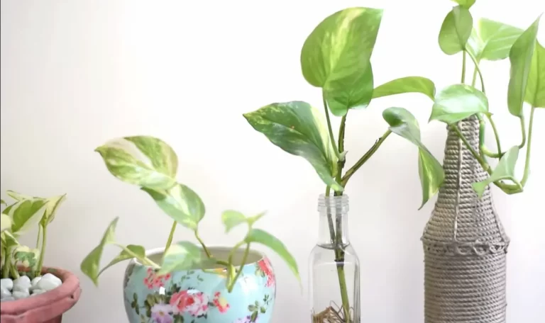 Does Pothos Need Drainage? Everything You Need To Know