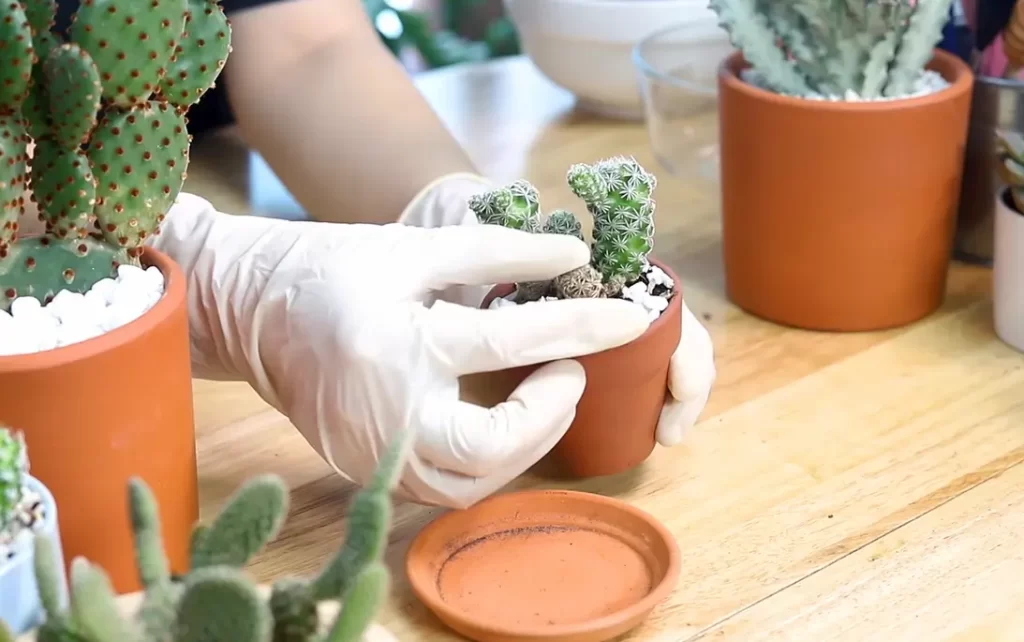 How Long Can Cactus Go Without Water?