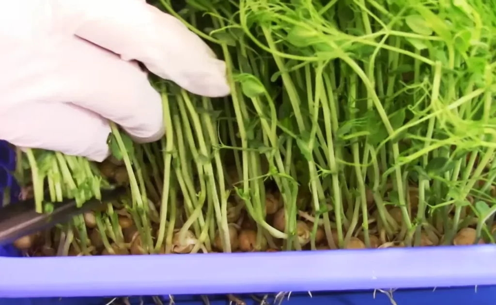 Troubleshooting Common Problems When Growing Green Pea Microgreens