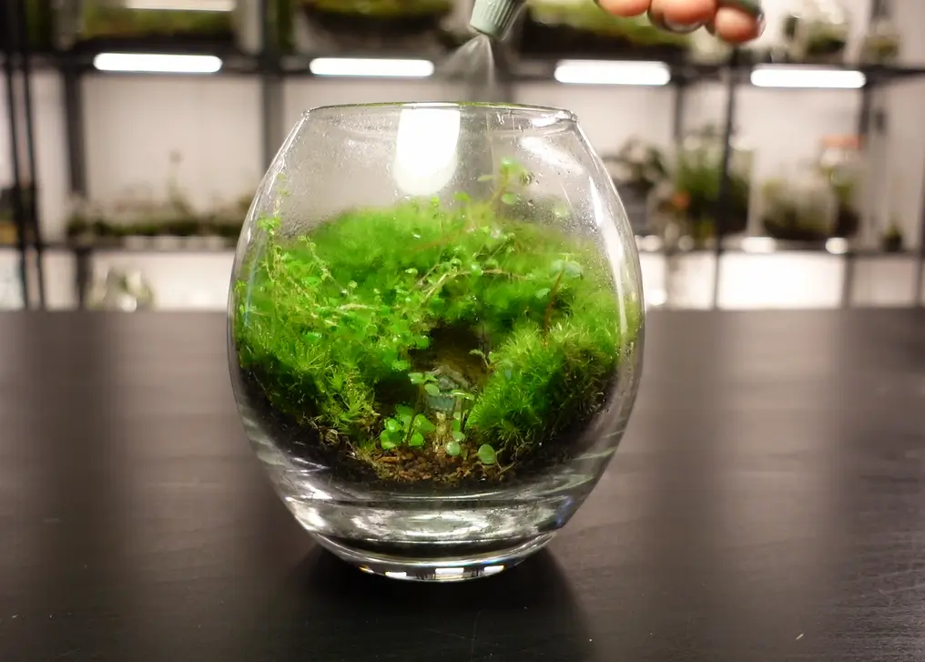 Importance of Proper Watering For A Healthy And Thriving Terrarium
