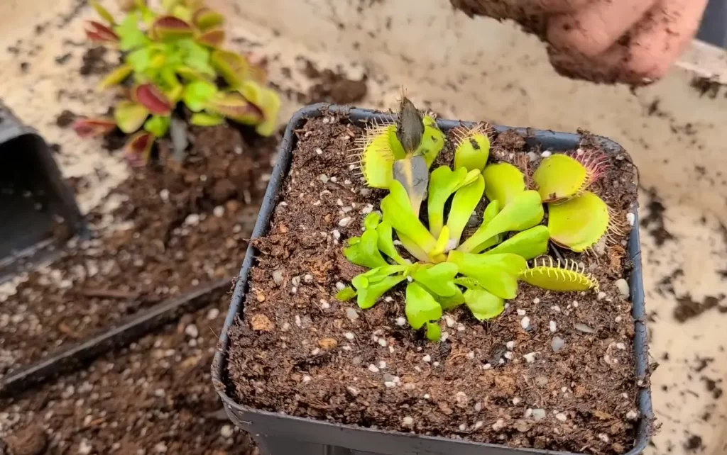 Alternatives to Cactus Soil for Venus Flytrap Plants