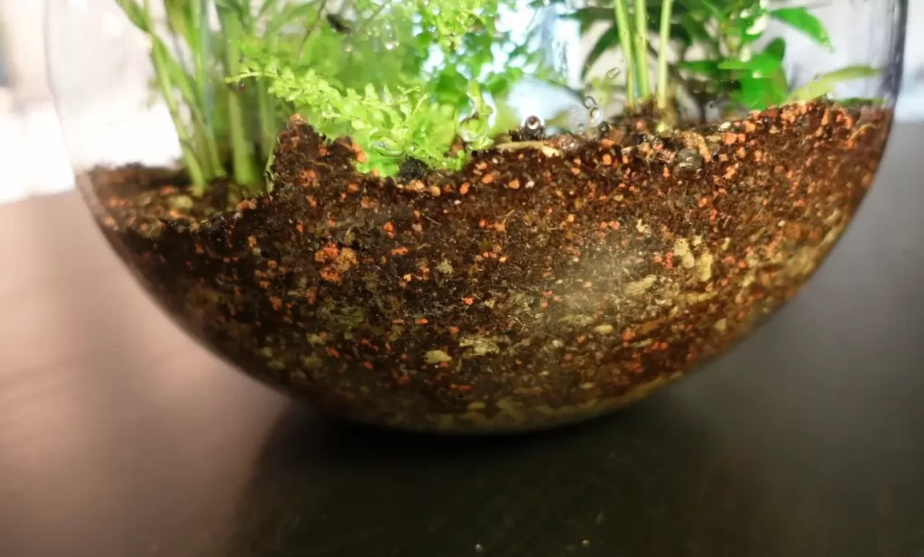 How To Properly Water A Terrarium?