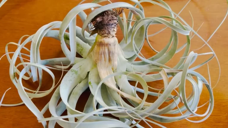 How Long Should You Soak Air Plants? The Right Duration