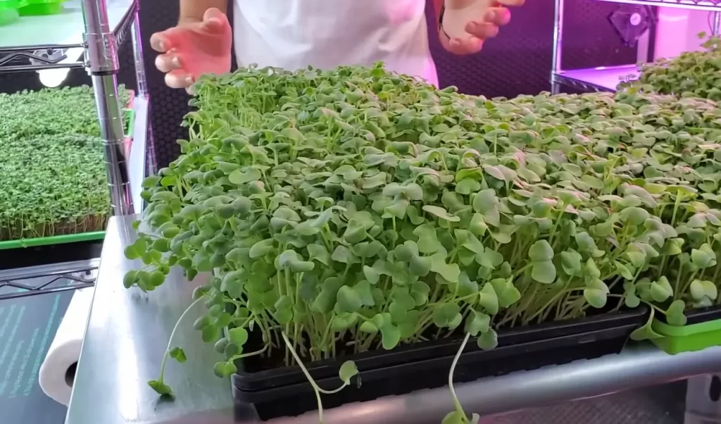 Potential Profitability of Growing Microgreens as a Business