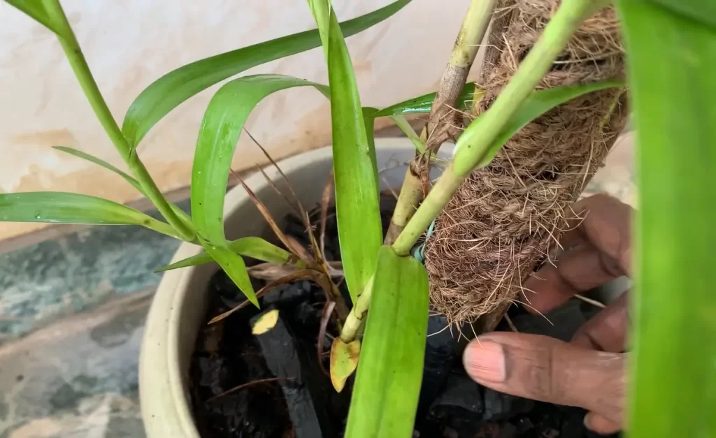 Does Orchid Need Special Soil?