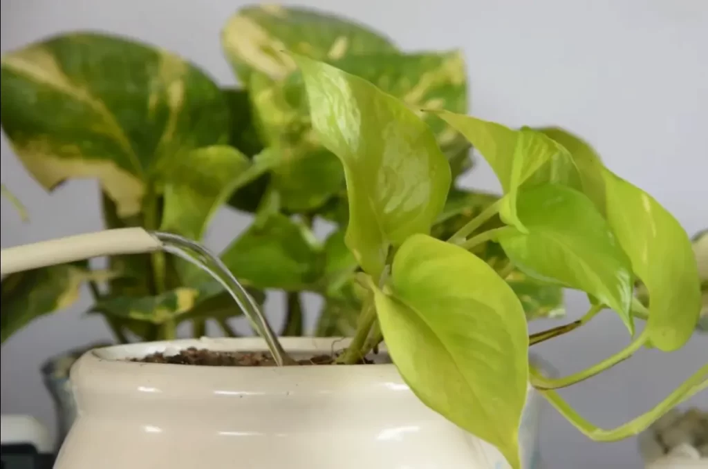 What is Pothos?
