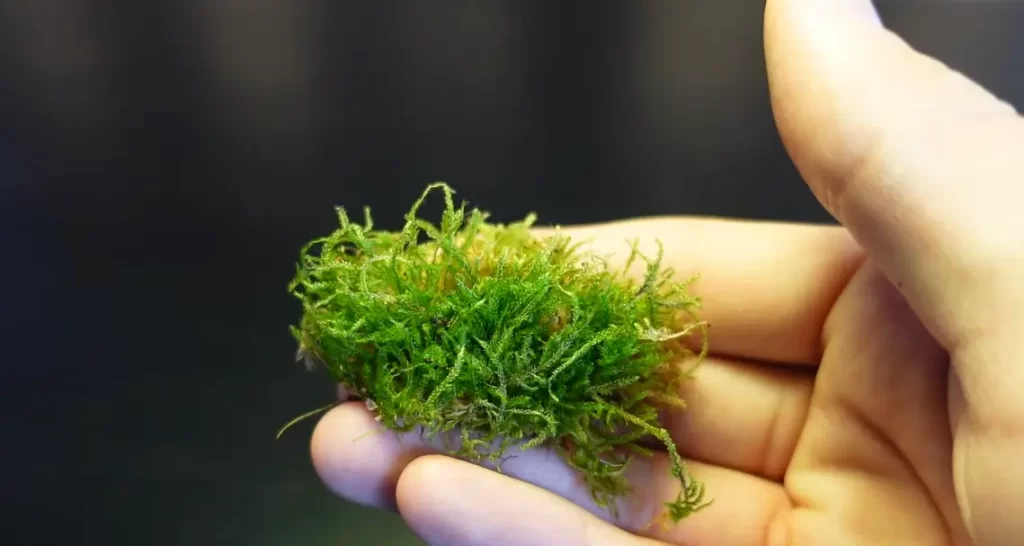 What is Preserved Moss?