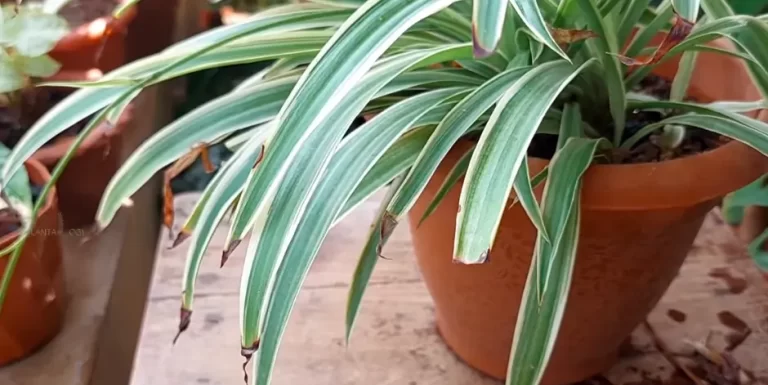 Why Is My Spider Plant Pale And Limp?