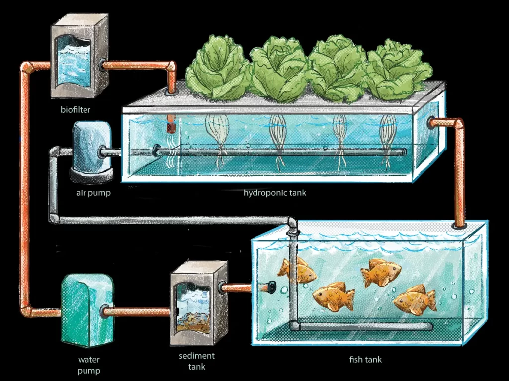 Aquaponics System: Everything You Need To Know - HomeWithZee.com