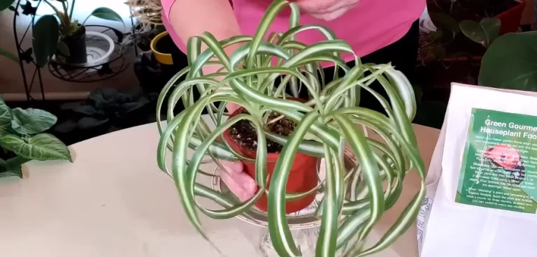 Why Are My Spider Plant Leaves Bending?