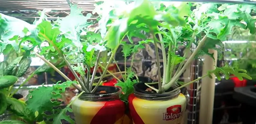 How to Grow Hydroponic Kale indoor