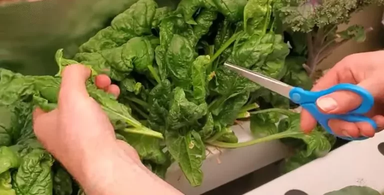 Hydroponic Spinach: Everything You Need to Know