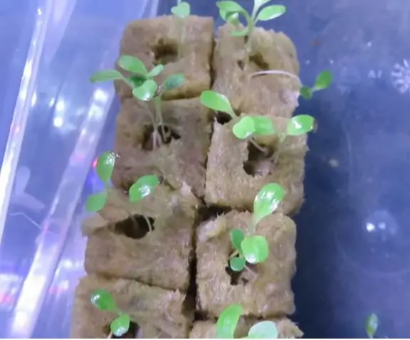 How to Germinate Lettuce Seeds for Hydroponics