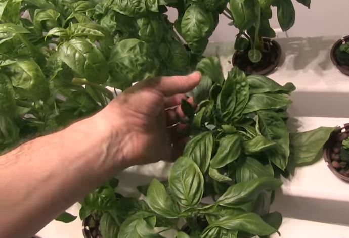 How to Grow Hydroponic Basil