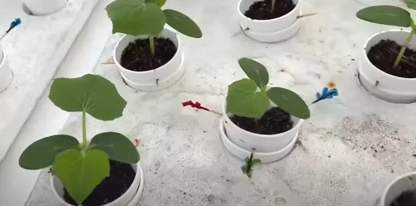 How to Grow Hydroponic Cucumbers