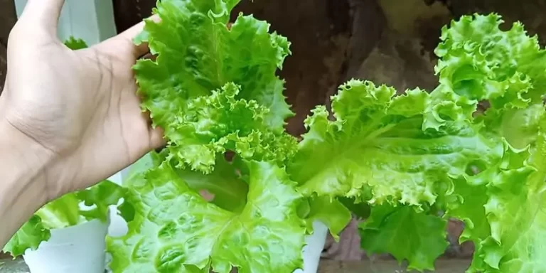 Grow Hydroponic Lettuce Like a Pro: Ultimate Guide!