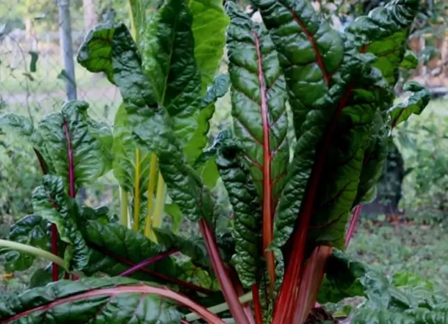 How to Grow Hydroponic Swiss Chard