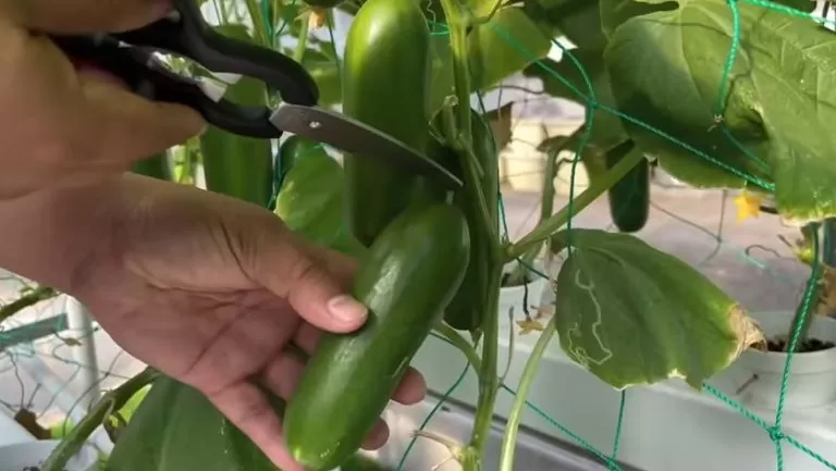 How to Grow Hydroponic Cucumbers: A Comprehensive Guide