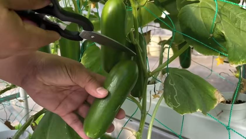 How to Grow Hydroponic Cucumbers