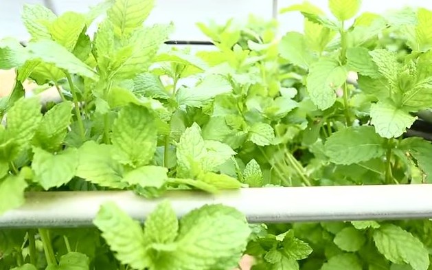 How to grow hydroponic mint